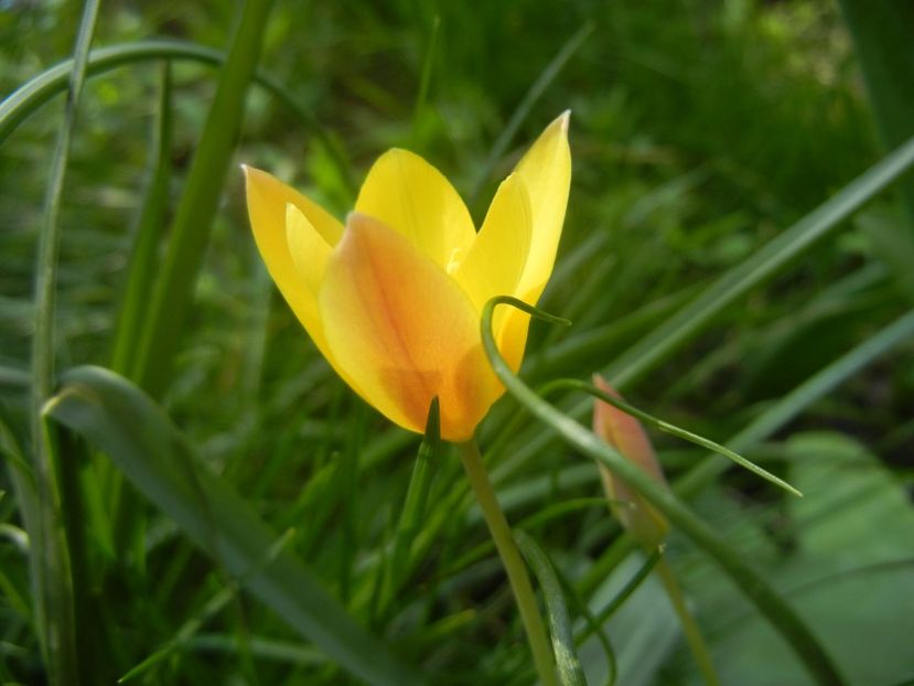 Tulipa clusiana Chrysantha (2018, Apr.14) - Tulipa Chrysantha
