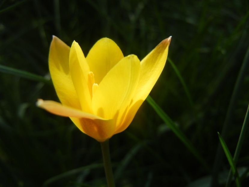 Tulipa clusiana Chrysantha (2018, Apr.14) - Tulipa Chrysantha