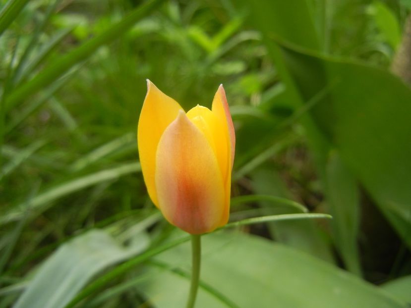 Tulipa clusiana Chrysantha (2018, Apr.15) - Tulipa Chrysantha