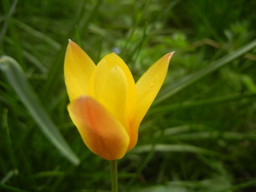 Tulipa clusiana Chrysantha (2018, Apr.15) - Tulipa Chrysantha