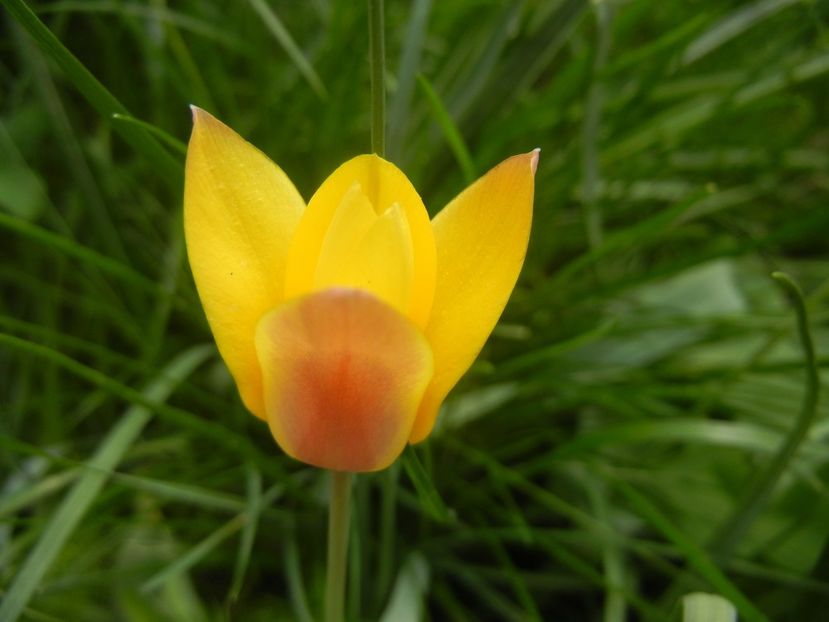 Tulipa clusiana Chrysantha (2018, Apr.15) - Tulipa Chrysantha