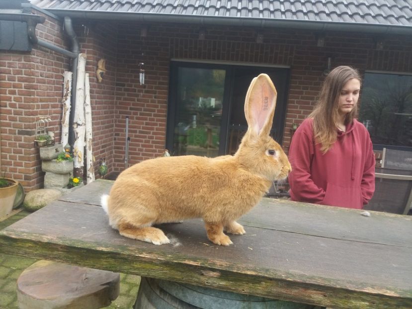  - A-Achiziti Germania 2018