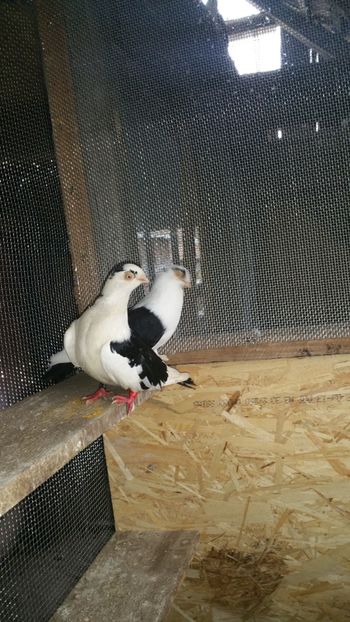  - -Matca 2018 jucatori de galati