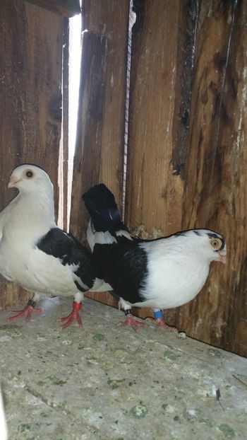  - -Matca 2018 jucatori de galati