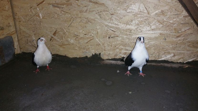  - -Matca 2018 jucatori de galati