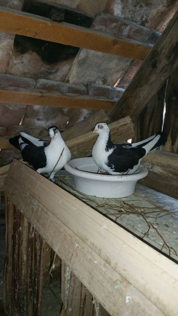  - -Matca 2018 jucatori de galati