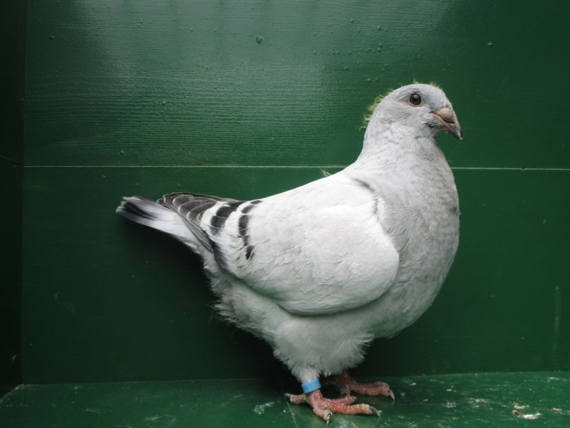 03505-18 - Tineret 2018