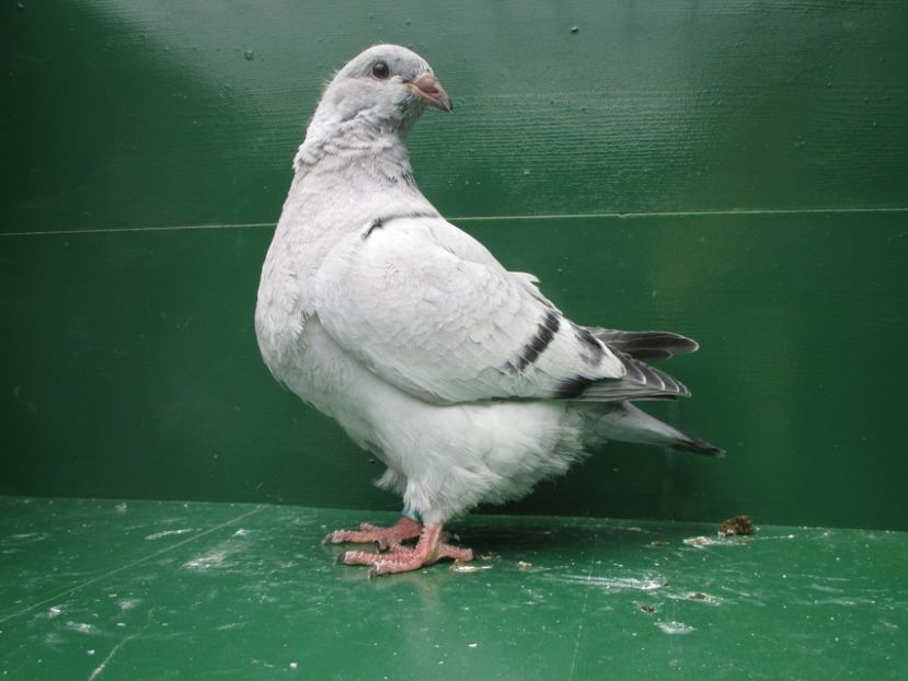 03506-18 - Tineret 2018