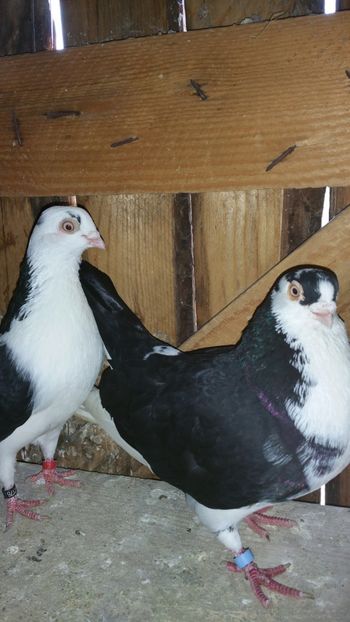  - -Matca 2018 jucatori de galati