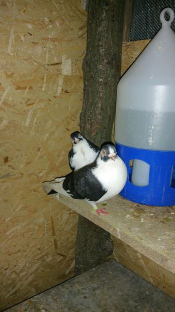  - -Matca 2018 jucatori de galati