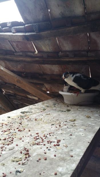  - -Matca 2018 jucatori de galati