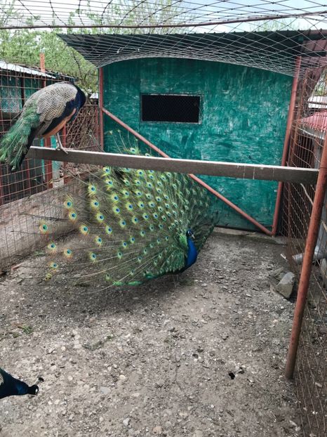 02C216A1-A94D-4A6F-957B-B5DA7E98BD9B - PAUNI DE VÂNZARE