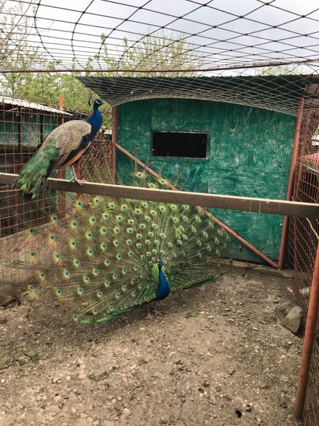 3B0DE527-202F-4ED0-A0A9-8194DE6CAA13 - PAUNI DE VÂNZARE