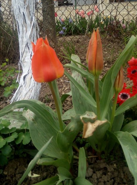 17 aprilie - Lalele 2018