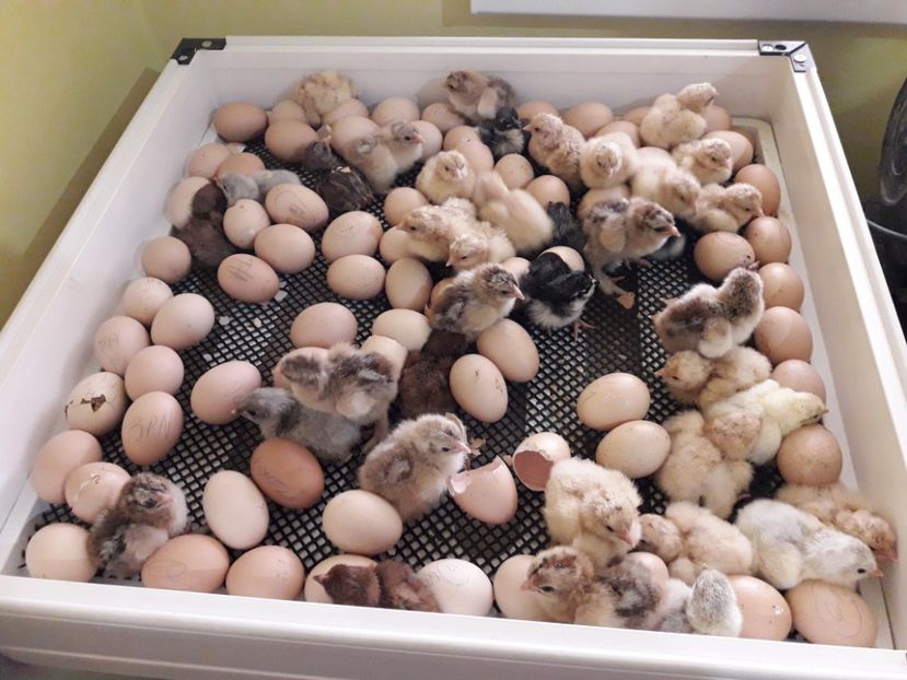 17.04.2018 - CLOCITOARE