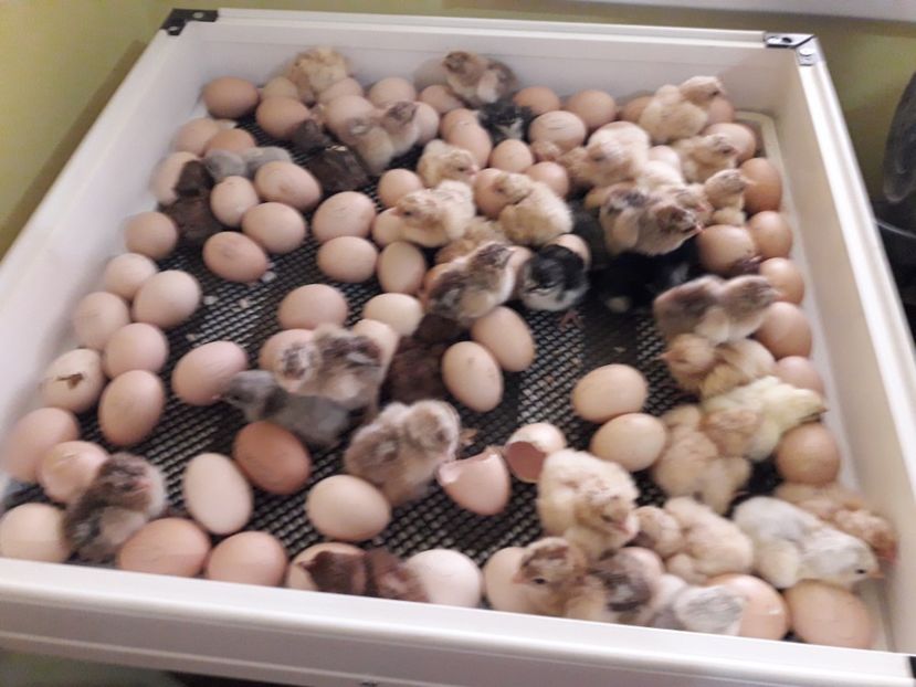 17.04.2018 - CLOCITOARE