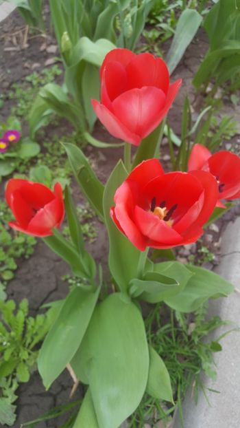  - Flori grădină primăvara 2018