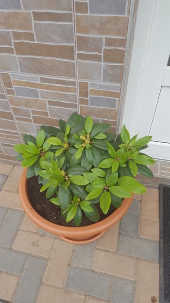  - Flori grădină primăvara 2018