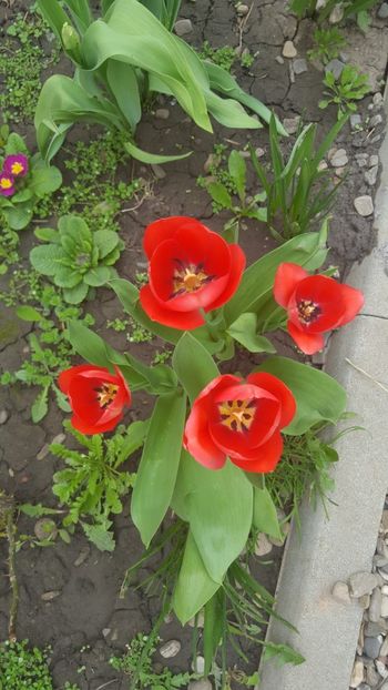  - Flori grădină primăvara 2018