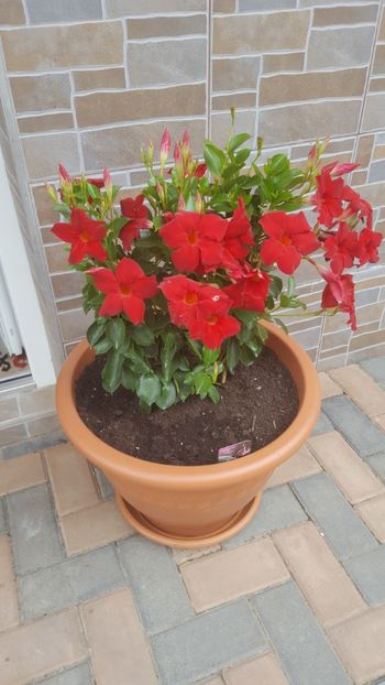  - Flori grădină primăvara 2018