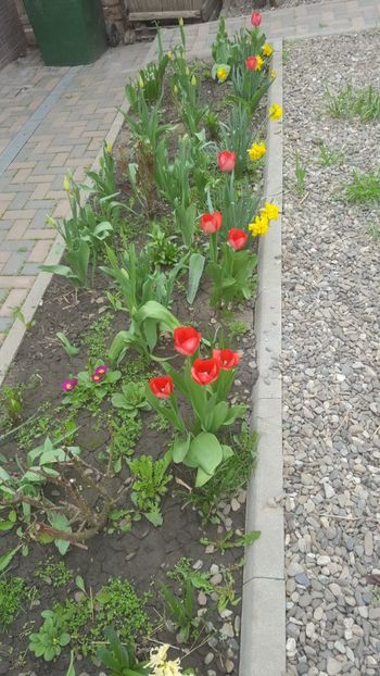  - Flori grădină primăvara 2018