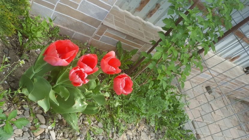  - Flori grădină primăvara 2018