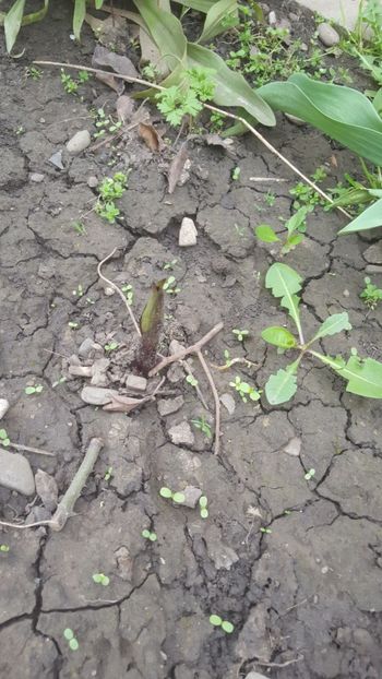  - Flori grădină primăvara 2018