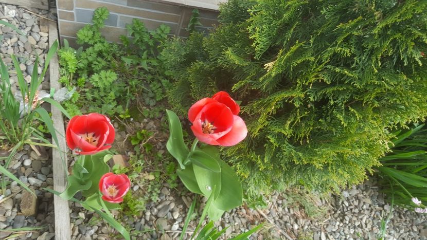  - Flori grădină primăvara 2018