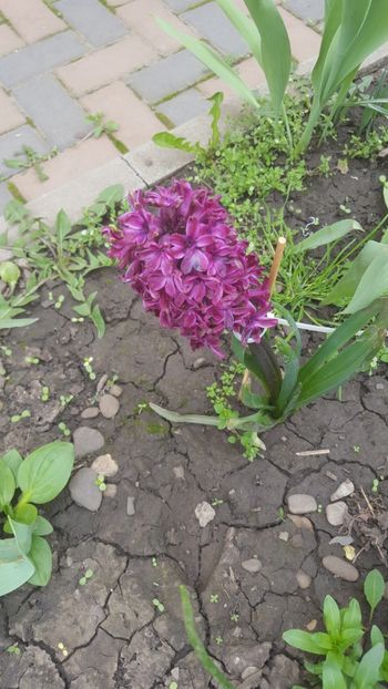  - Flori grădină primăvara 2018