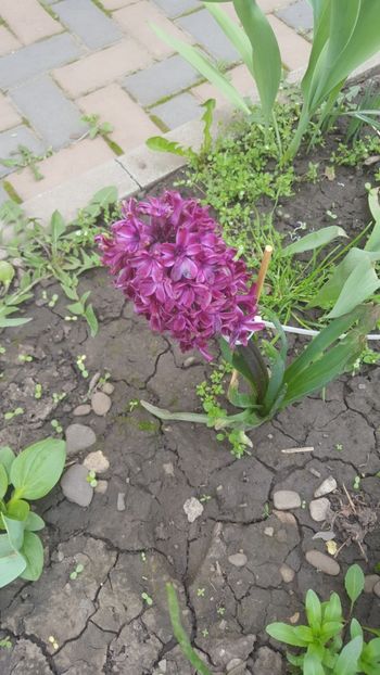  - Flori grădină primăvara 2018