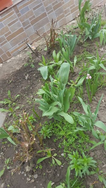  - Flori grădină primăvara 2018