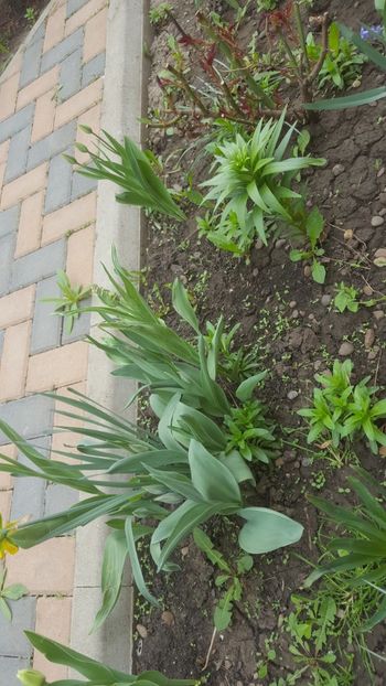  - Flori grădină primăvara 2018