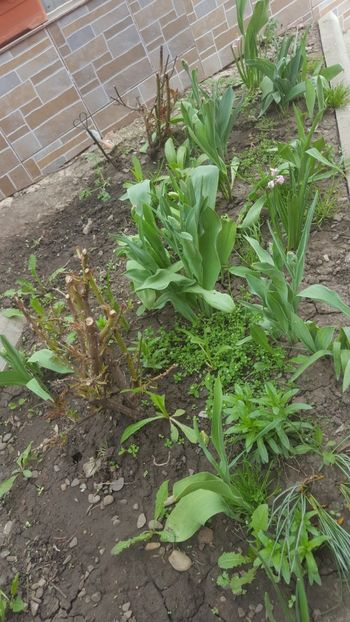  - Flori grădină primăvara 2018