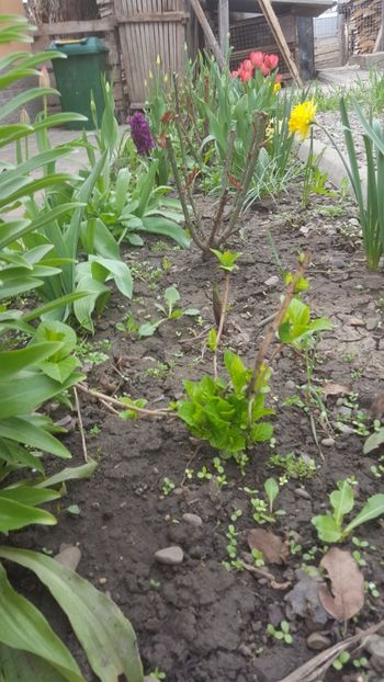  - Flori grădină primăvara 2018