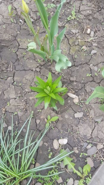 - Flori grădină primăvara 2018