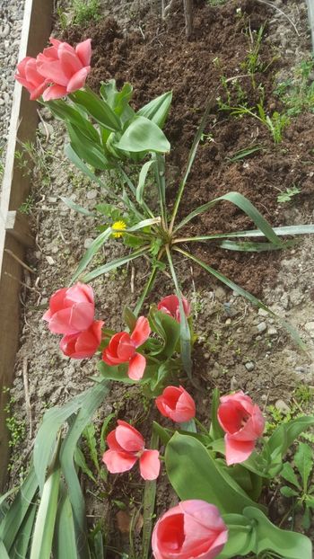  - Flori grădină primăvara 2018