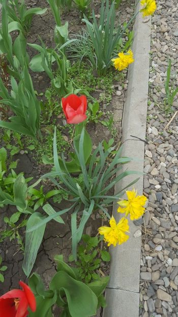  - Flori grădină primăvara 2018