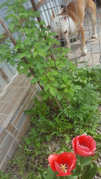  - Flori grădină primăvara 2018