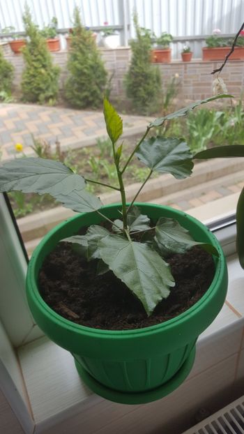  - Hibiscus roz batut 2020