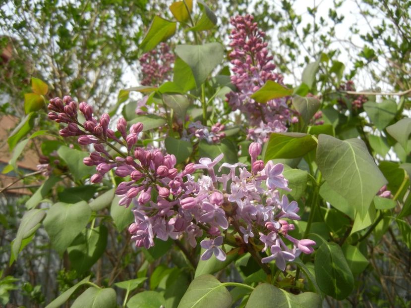 Syringa vulgaris_Lilac (2018, April 15) - Syringa vulgaris Lilac