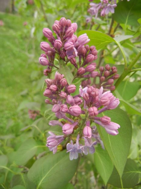 Syringa vulgaris_Lilac (2018, April 15) - Syringa vulgaris Lilac