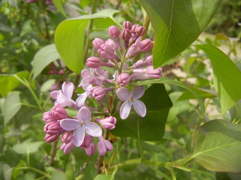 Syringa vulgaris_Lilac (2018, April 15) - Syringa vulgaris Lilac