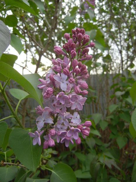 Syringa vulgaris_Lilac (2018, April 15) - Syringa vulgaris Lilac