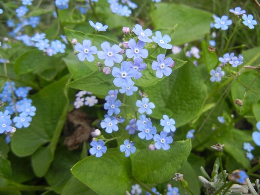 Brunnera macrophylla (2018, April 15) - BRUNNERA Macrophylla