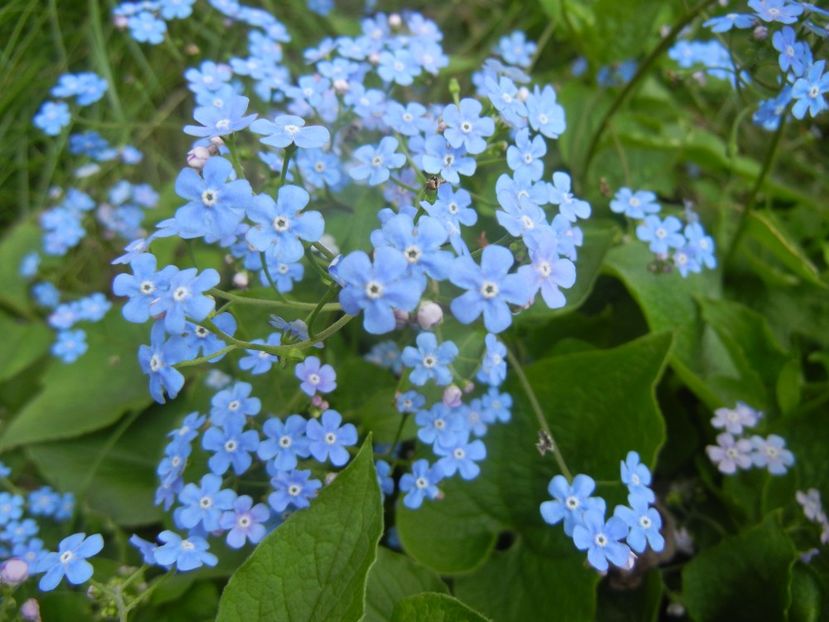 Brunnera macrophylla (2018, April 15) - BRUNNERA Macrophylla