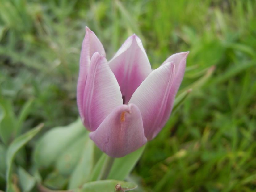 Tulipa Synaeda Blue (2018, April 15) - Tulipa Synaeda Blue