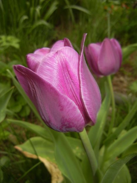 Tulipa Purple Flag (2018, April 15) - Tulipa Purple Flag