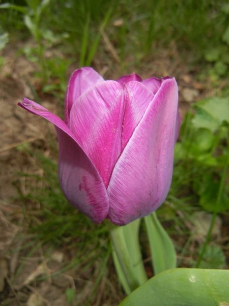 Tulipa Purple Flag (2018, April 15) - Tulipa Purple Flag