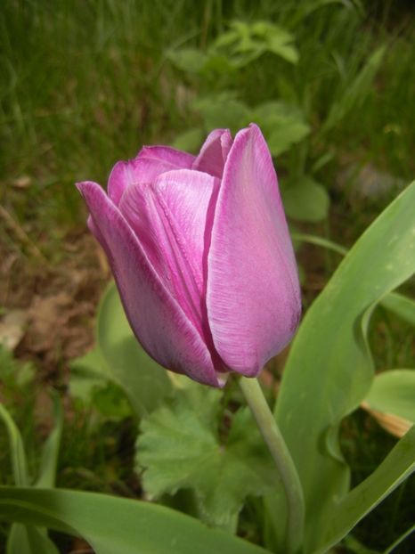 Tulipa Purple Flag (2018, April 15) - Tulipa Purple Flag