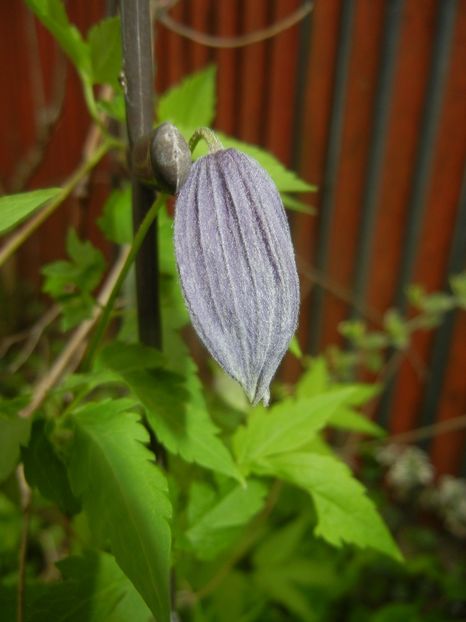 Clematis Pamela Jackman (2018, Apr.15) - Clematis Pamela Jackman